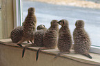 meerkats