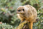 meerkat
