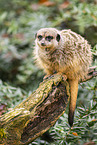 meerkat
