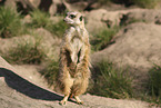 meerkat