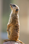 Meerkat