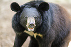 American black bear