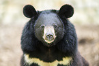 American black bear