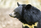 American black bear