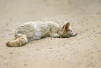 Fennec