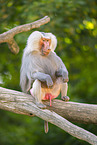 Hamadryas baboon