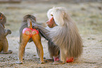 Hamadryas baboon