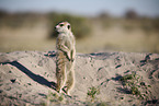 meerkat