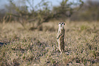 meerkat