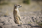 meerkat
