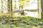 Siberian Eagle owl