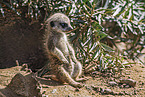 meerkat
