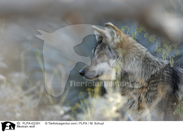 Mexican wolf / FLPA-02391