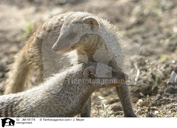 Mangusten / mongooses / JM-18176