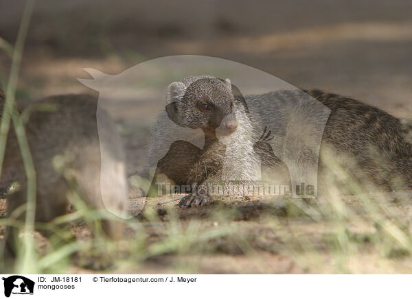 Mangusten / mongooses / JM-18181
