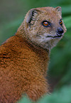 mongoose