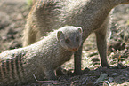 mongooses