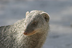 mongoose