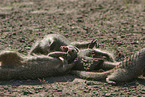 mongooses