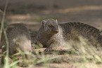 mongooses