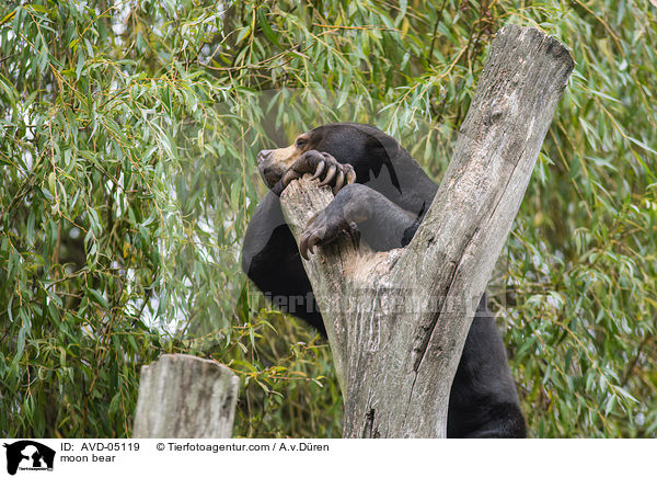 moon bear / AVD-05119