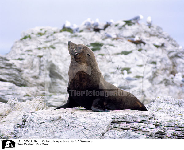 Neuseelndischer Seebr / New Zealand Fur Seal / PW-01107