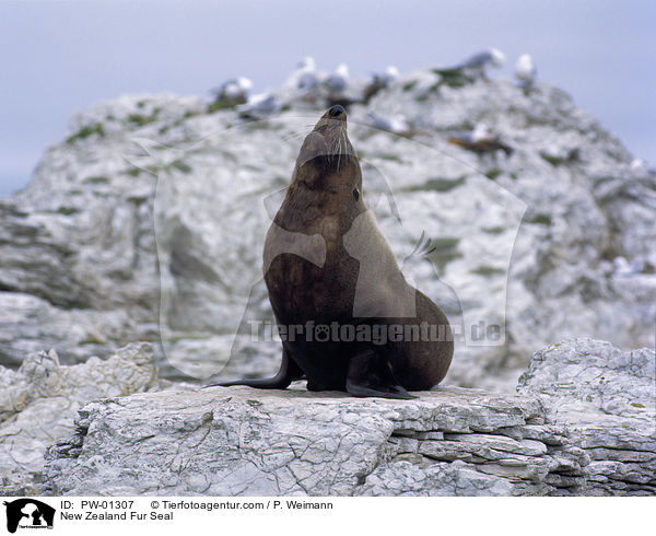 New Zealand Fur Seal / PW-01307