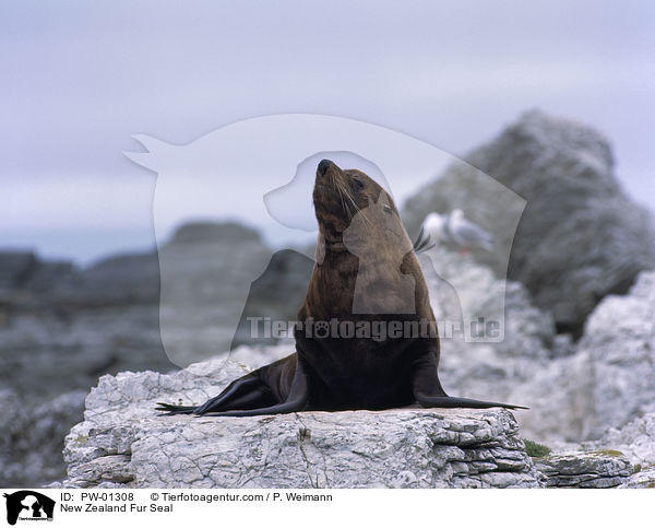 New Zealand Fur Seal / PW-01308