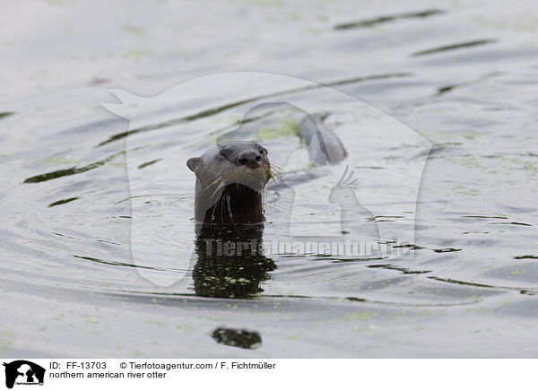 northern american river otter / FF-13703