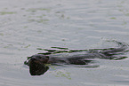 northern american river otter