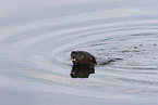 northern american river otter