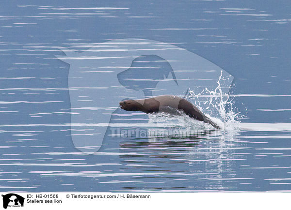 Stellers sea lion / HB-01568