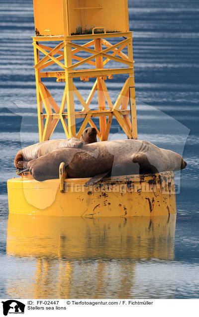 Stellers sea lions / FF-02447