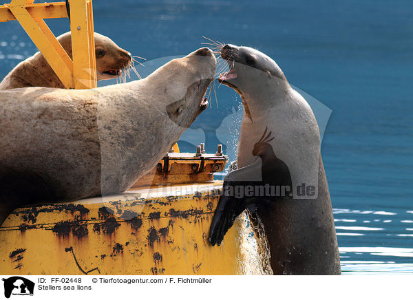 Stellers sea lions / FF-02448
