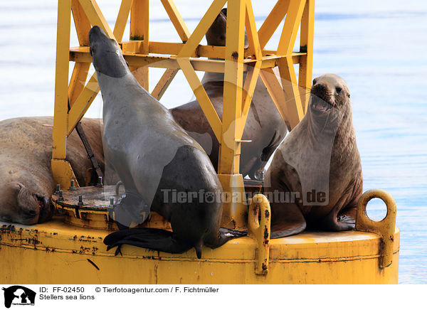 Stellers sea lions / FF-02450