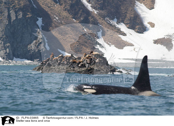 Steller sea lions and orca / FLPA-03865