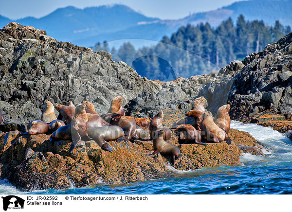 Steller sea lions / JR-02592