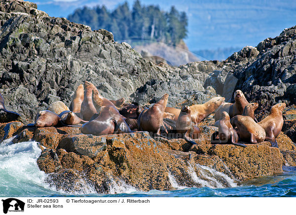 Steller sea lions / JR-02593