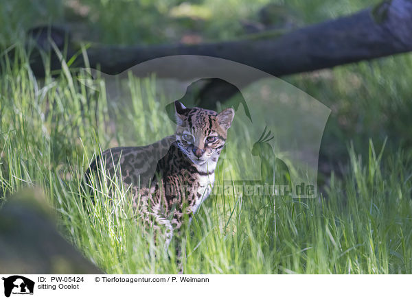 sitzender Ozelot / sitting Ocelot / PW-05424