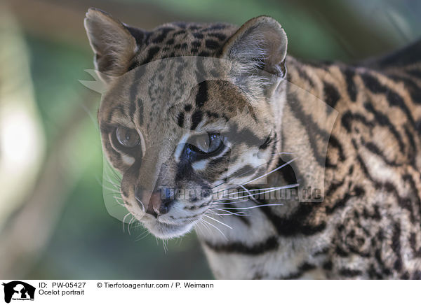 Ozelot Portrait / Ocelot portrait / PW-05427
