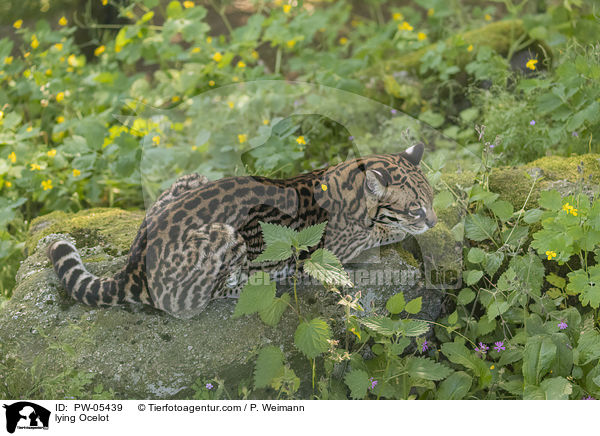 liegender Ozelot / lying Ocelot / PW-05439
