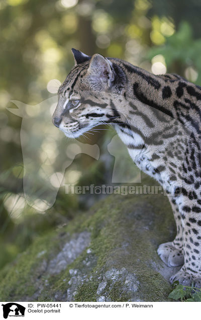 Ozelot Portrait / Ocelot portrait / PW-05441