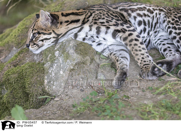 liegender Ozelot / lying Ocelot / PW-05457