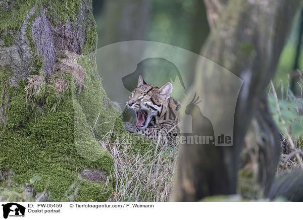 Ozelot Portrait / Ocelot portrait / PW-05459