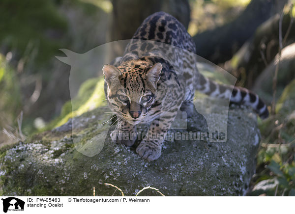 stehender Ozelot / standing Ocelot / PW-05463