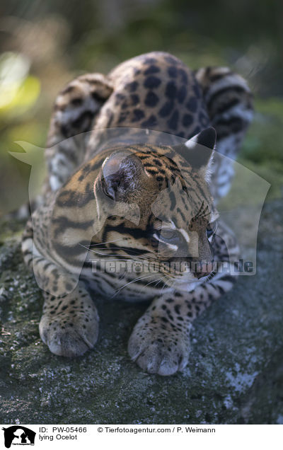 liegender Ozelot / lying Ocelot / PW-05466