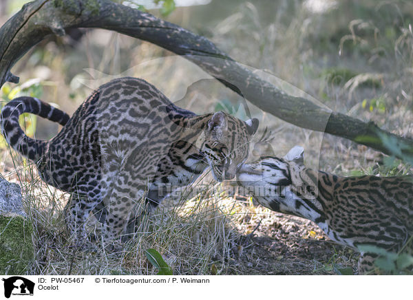 Ozelot / Ocelot / PW-05467
