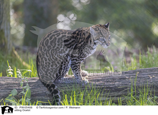 sitting Ocelot / PW-05488