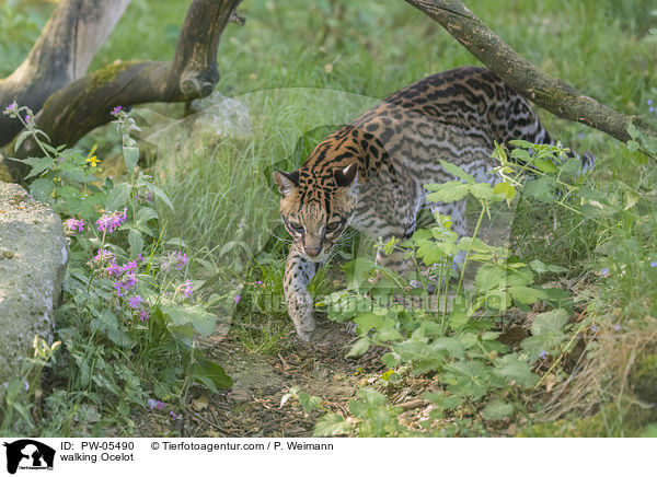 laufender Ozelot / walking Ocelot / PW-05490