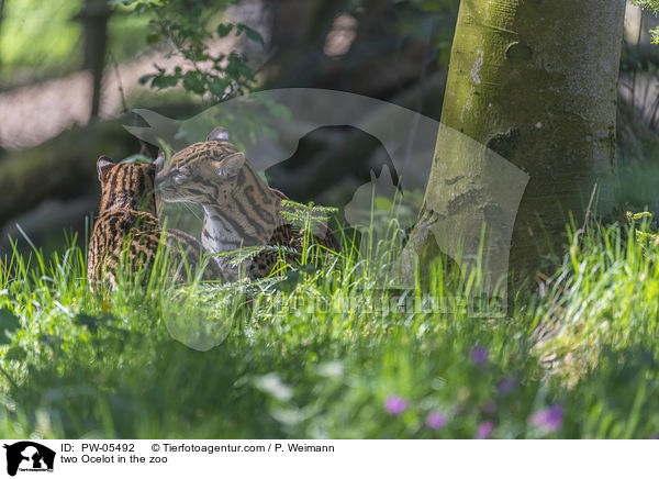 zwei Ozelot im Zoo / two Ocelot in the zoo / PW-05492